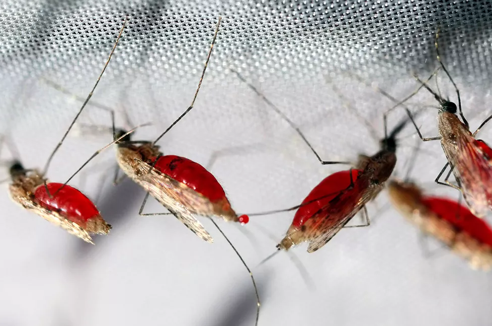 Solución de detección de malaria por PCR digital de lluvia: un enfoque de vanguardia para la identificación rápida y cuantitativa de Plasmodium